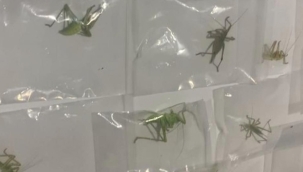 Çinliler neden bu çekirgelerin peşinde? Nemrut Dağı'ndaki sırrı ortaya çıktı