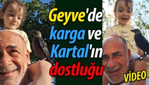 Geyve'de karga ve Kartal'ın dostluğu