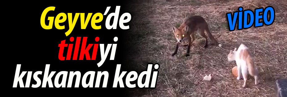 Geyve'de Tilkiyi Kıskanan Kedi! 