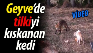 Geyve'de Tilkiyi Kıskanan Kedi! 