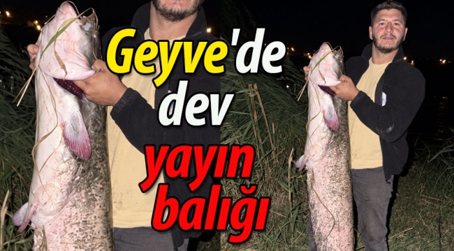 Geyve'de oltaya dev yayın balığı takıldı