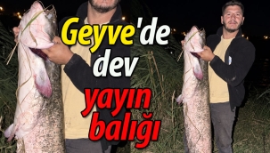 Geyve'de oltaya dev yayın balığı takıldı
