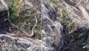 3 metrelik yılanı görünce kaçmadı, içini döktü
