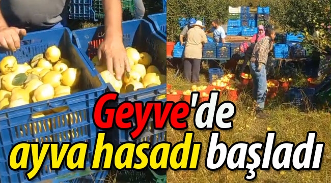 Geyve'de ayva hasadı başladı