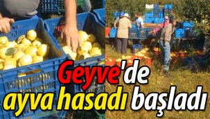 Geyve'de ayva hasadı başladı