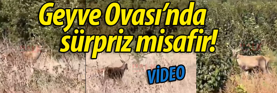 Geyve Ovası'nda sürpriz misafir! Meyve bahçelerinde görüntülendi