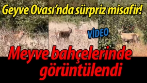 Geyve Ovası'nda sürpriz misafir! Meyve bahçelerinde görüntülendi