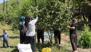 Türklerin kırmızı çizgisine İtalyanlar göz dikti: Tarladaki ürün için sıraya girdiler