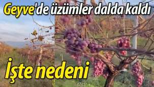 Geyve'de üzümler dalda kaldı. İşte nedeni