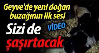 Geyve'de yeni doğan buzağının ilk sesi sizi de şaşırtacak!