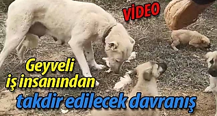 Geyveli iş insanının merhameti